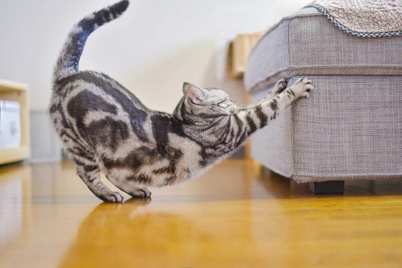 Stop aux griffes sur les meubles : 5 astuces efficaces pour protéger votre intérieur