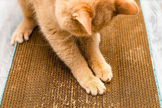 Griffoir pour chat : un investissement essentiel pour le bien-être de votre félin