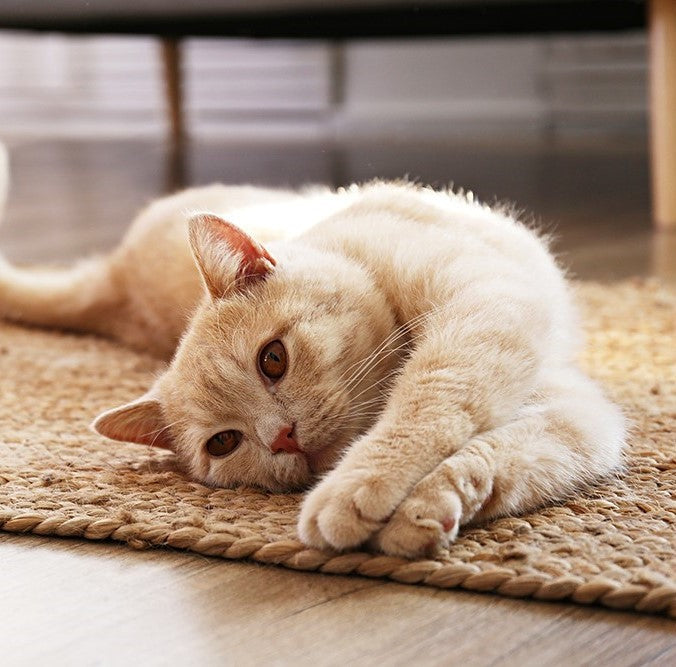 Chat roux qui se roule par terre sur un tapis en paille tréssée