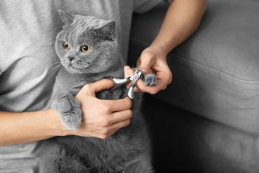 Faut-il couper les griffes arrière des chats ?